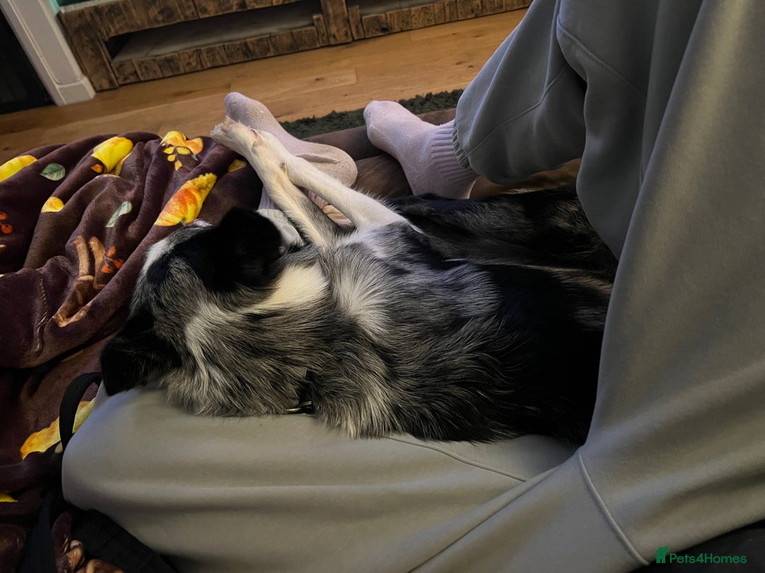 Border Collie dogs for sale: Merle border collie male  - Advert 11