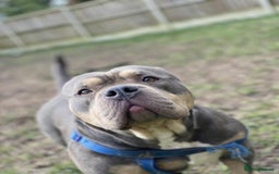 American Bully dogs for sale: Pocket bully for rehome - Image 2