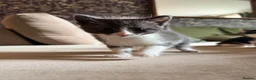 Turkish Angora cats for sale: Turkish Angora X  in Malvern - Advert 6