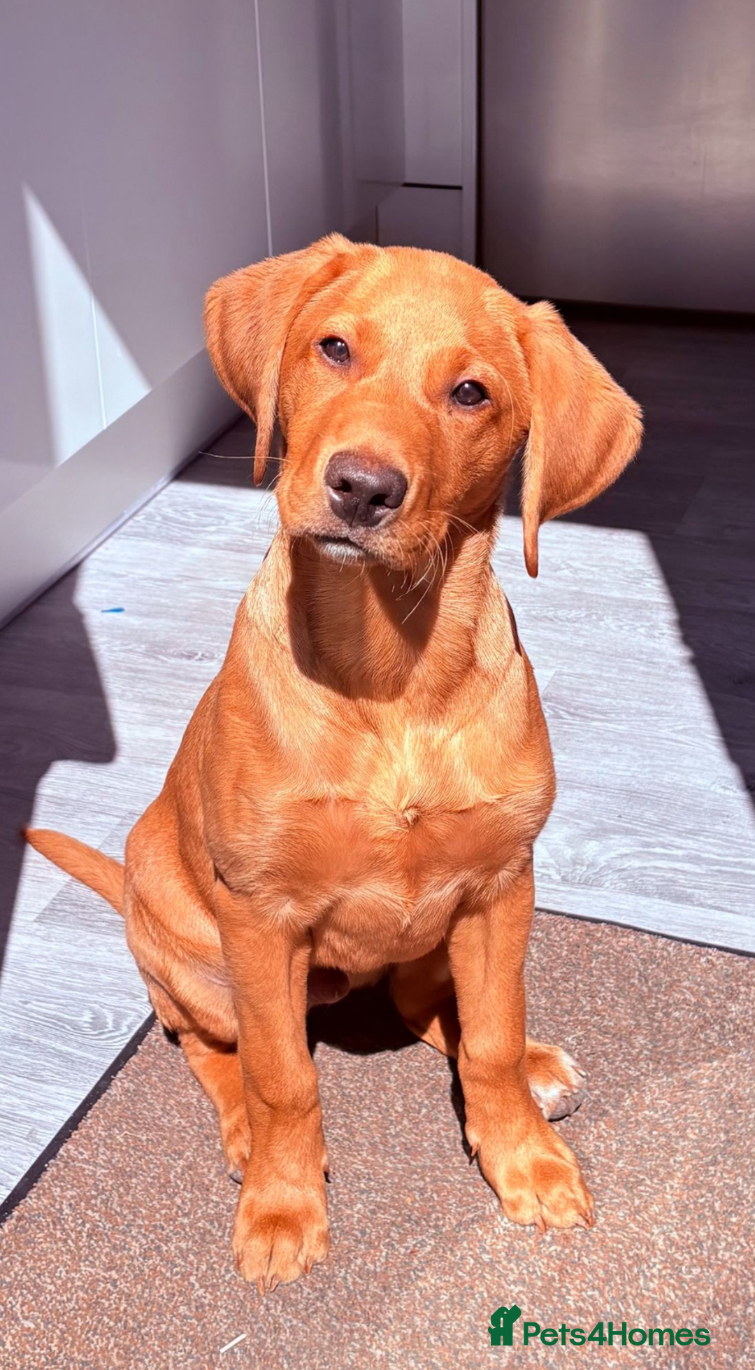 Labrador Retriever dogs for sale: RKC Fox Red Puppies - Litter Due 25th December - Advert 2