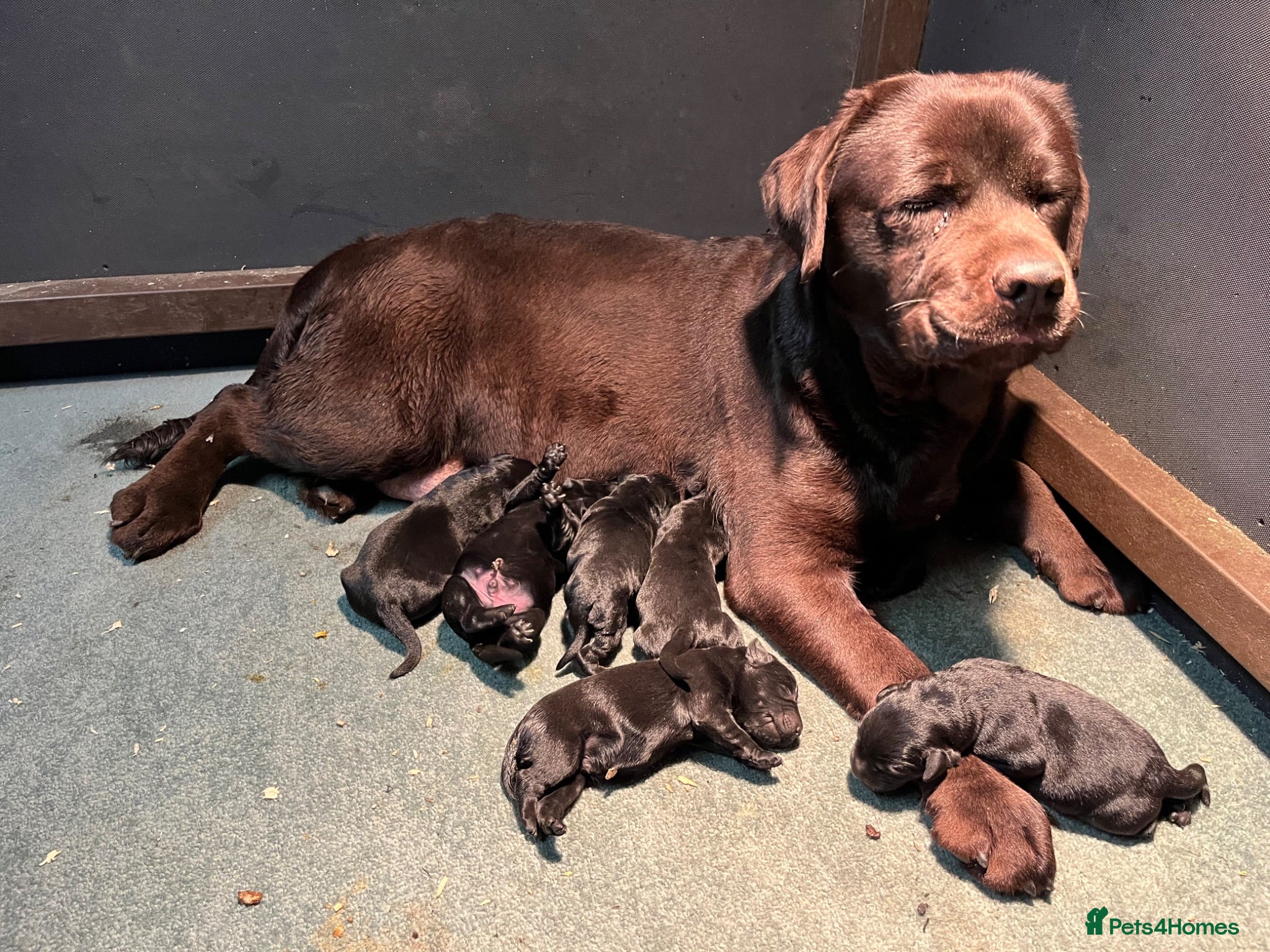 Labrador Retriever dogs Quality show bred Labrador puppies  - Advert 2