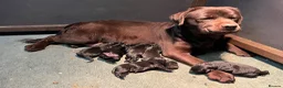 Labrador Retriever dogs for sale: Quality show bred Labrador puppies  - Advert 2