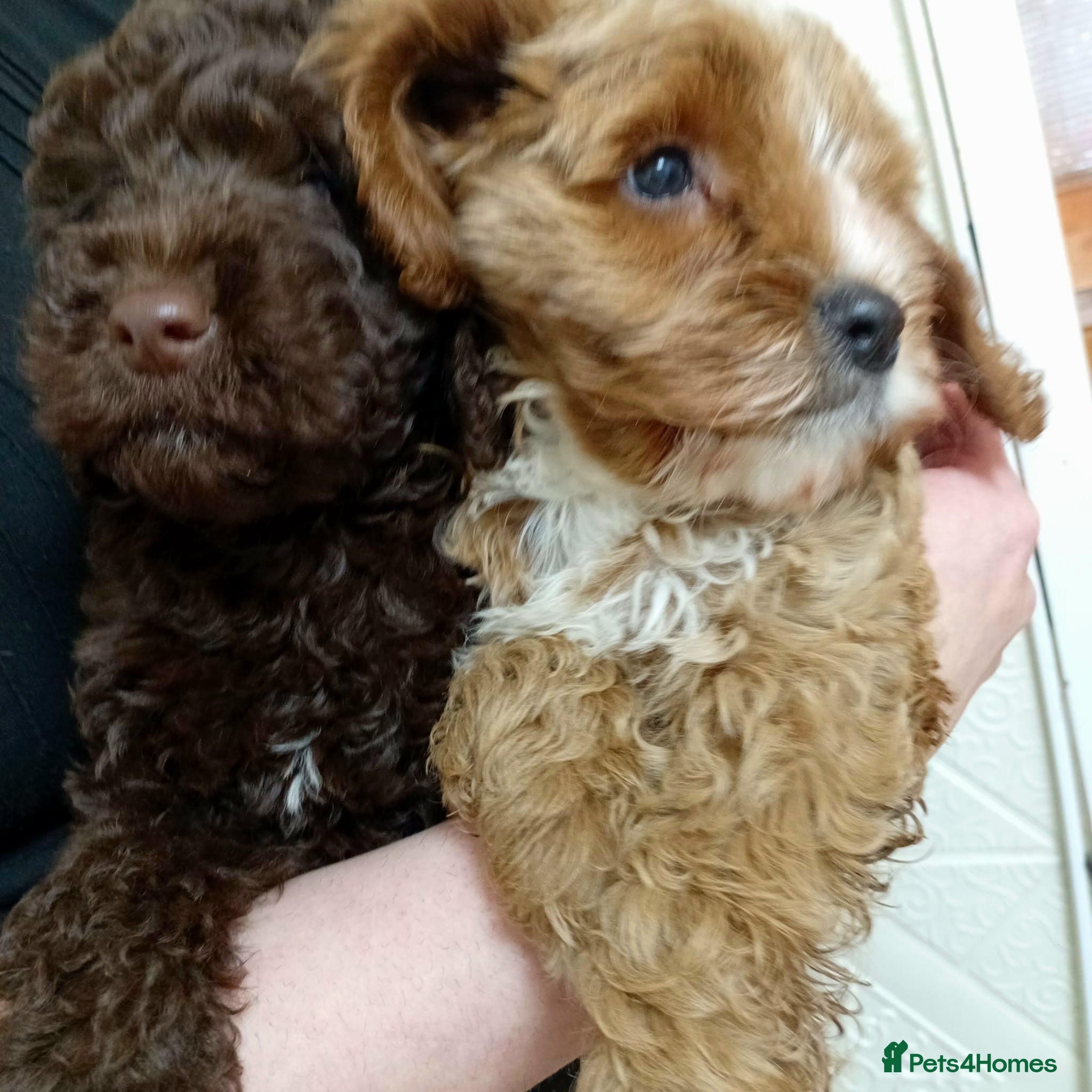 Cavapoo dogs 2 toy FIB cavapoo BOYS  - Advert 5