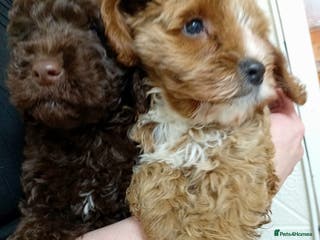 Cavapoo dogs 2 toy FIB cavapoo BOYS - Advert 5