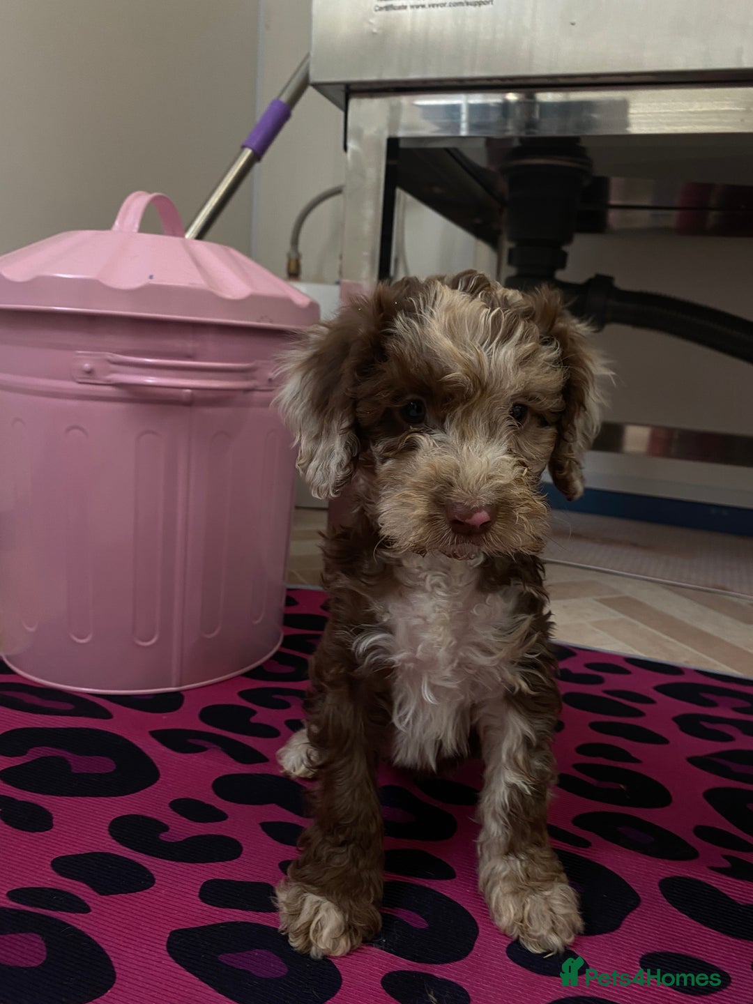 Cockapoo dogs for sale: Cockapoos ready now  - Image 19