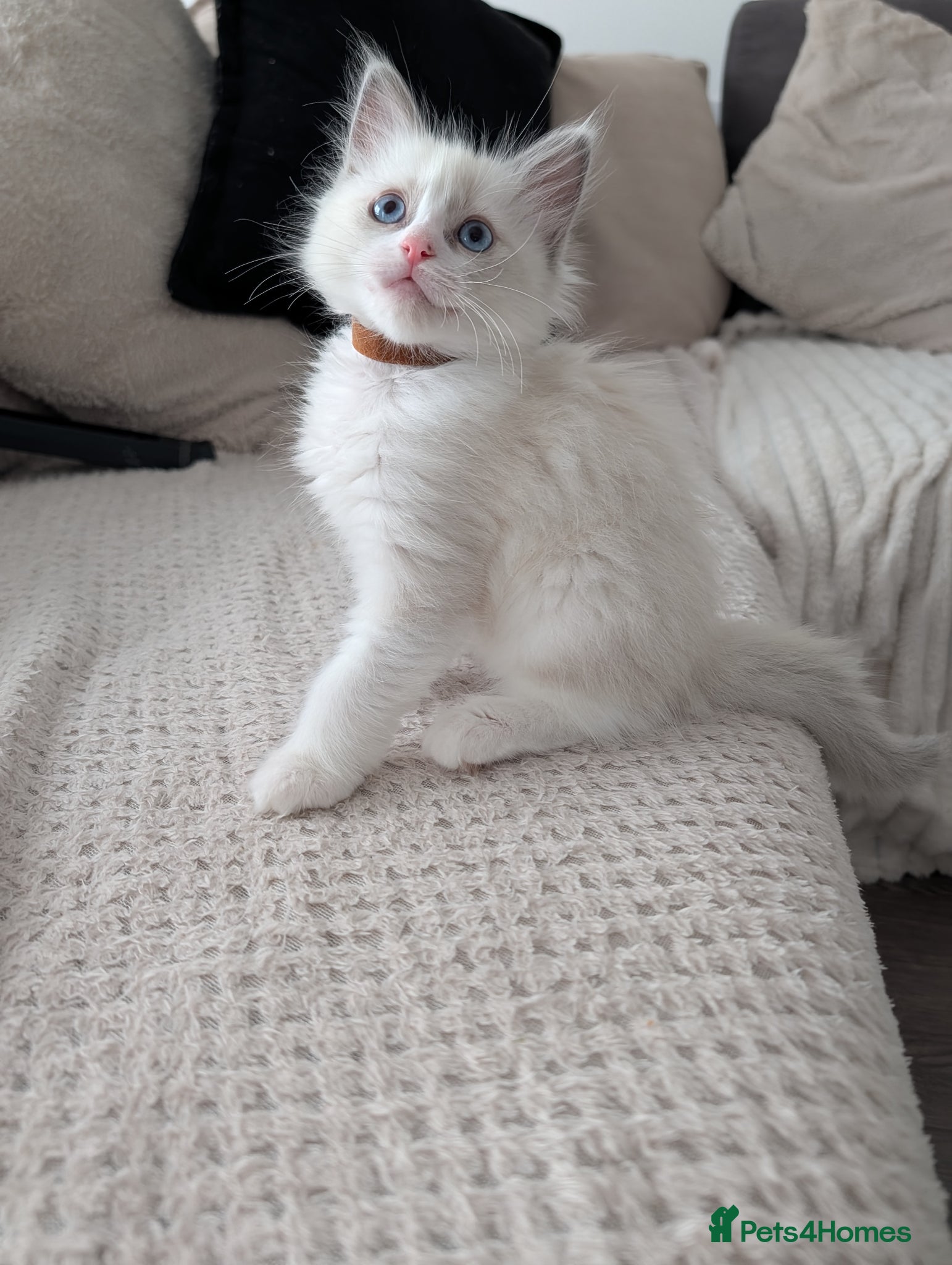 Ragdoll cats 3 beautiful Ragdoll kittens Brown girl avilable  - Advert 15