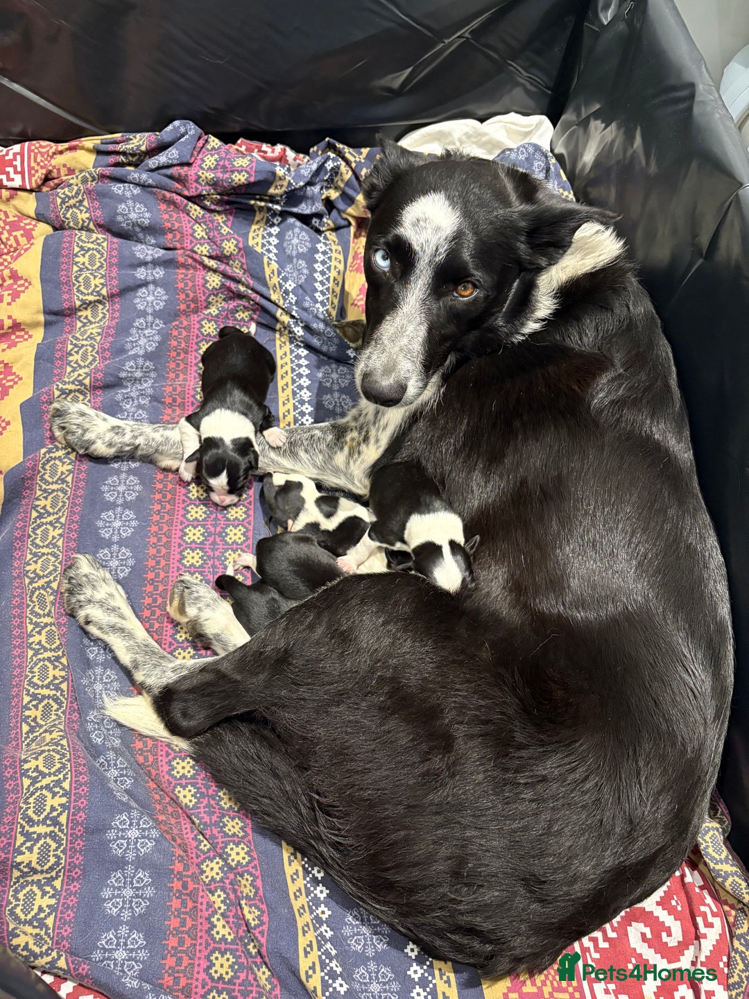 Mixed Breed dogs for sale: Sprollie puppies for sale  - Image 7