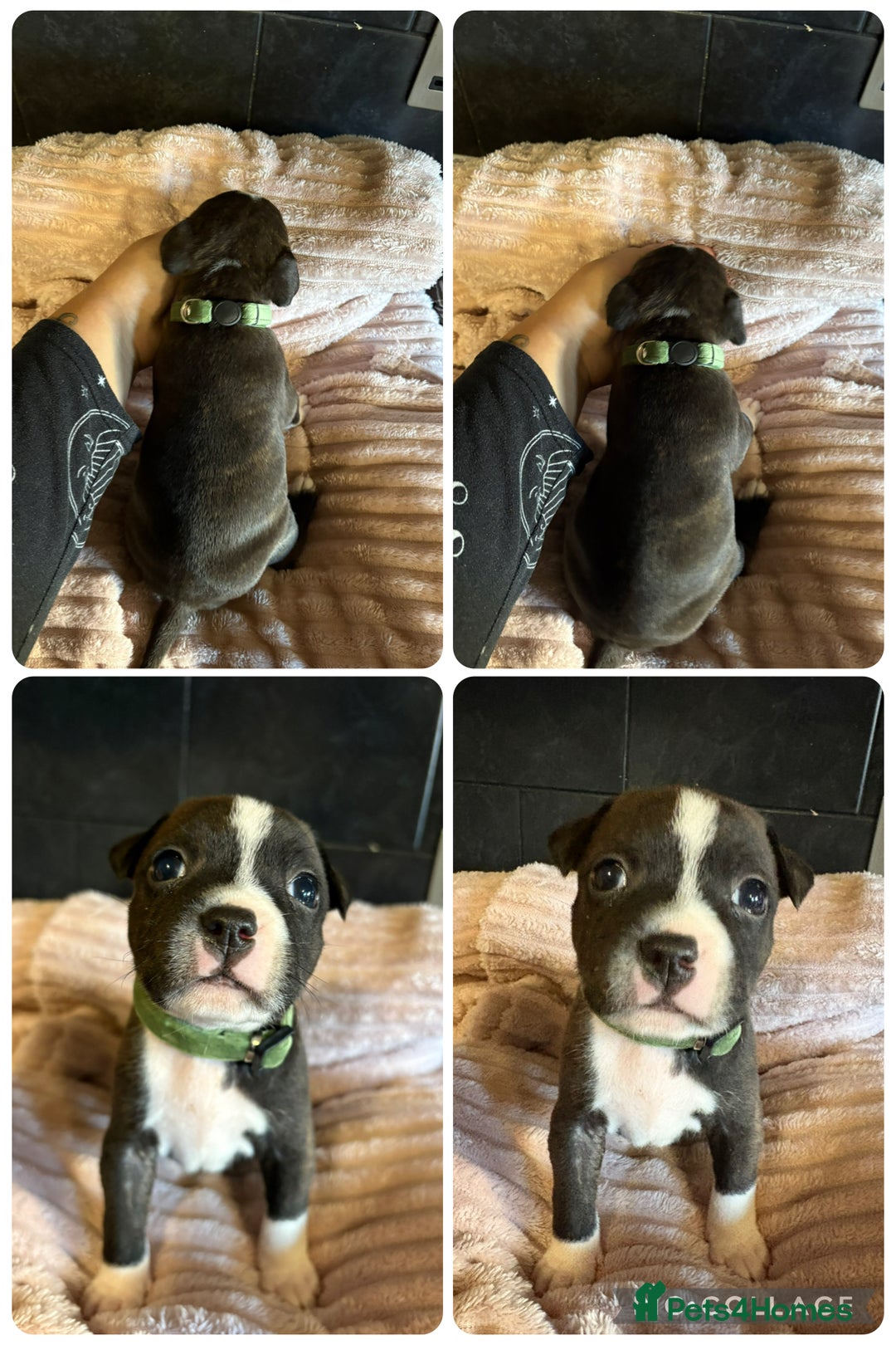Staffordshire Bull Terrier dogs for sale: Staffordshire bull terrier puppies  - Advert 2