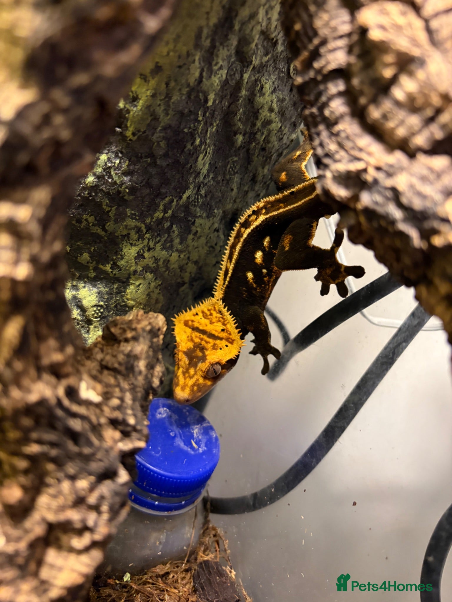 Gecko reptiles Dark Base Colour Het Emptyback Subadult - Advert 2