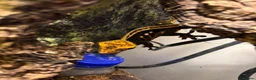 Gecko reptiles for sale: Dark Base Colour Het Emptyback Subadult - Advert 1