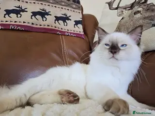 Ragdoll cats Fully Vaccinated, Microchipped, Insured Ready Now - Advert 17