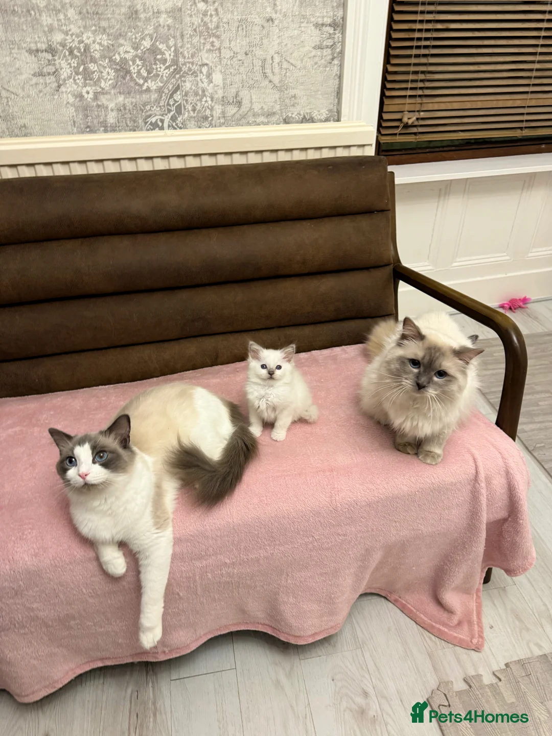 Ragdoll cats for sale: Lilac Mitted Pedigree GCCF kitten for sale  - Advert 3