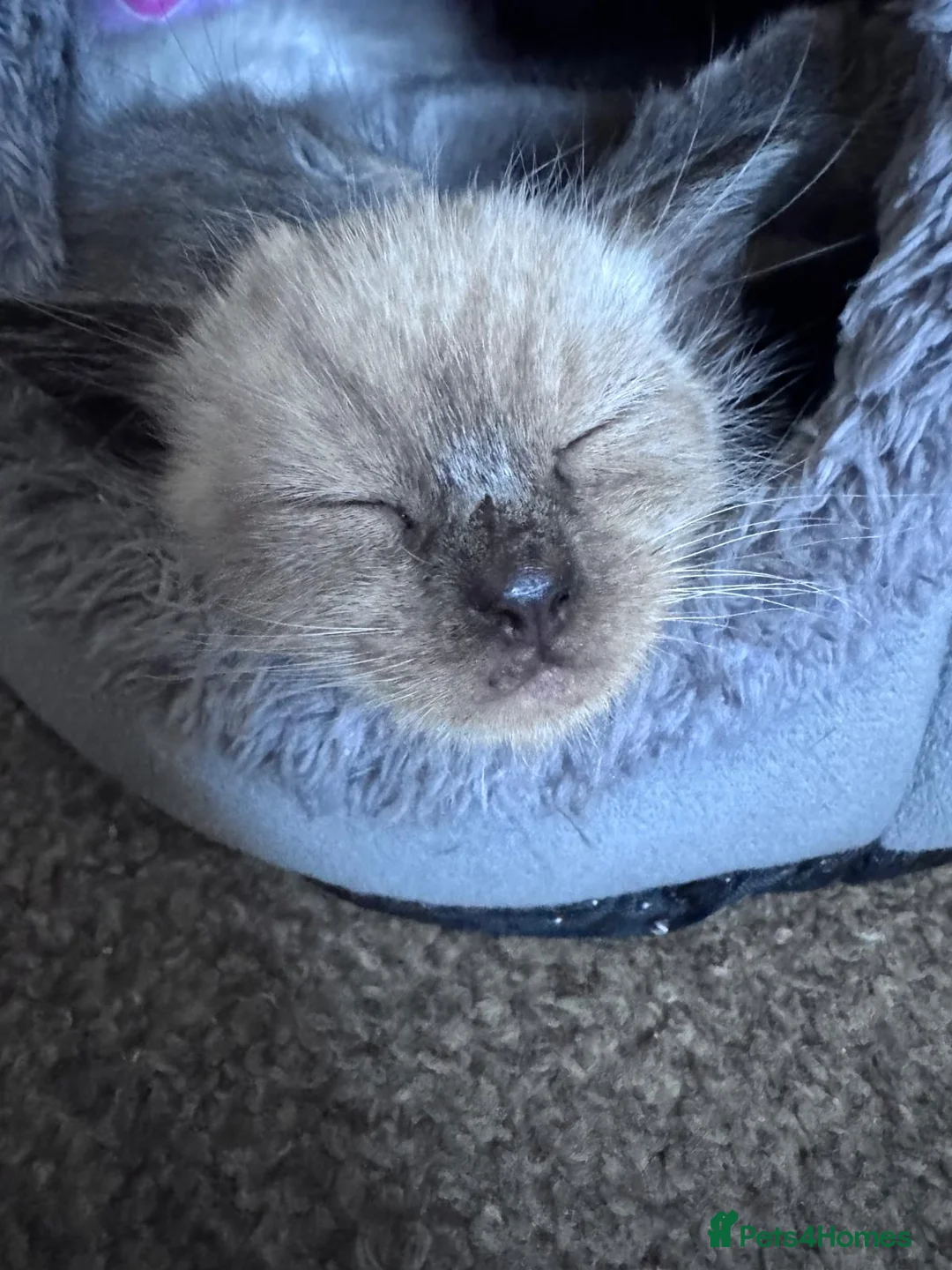 Mixed Breed cats for sale: Beautiful kittens - Advert 19
