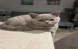 British Shorthair cats for sale: 4 Adorable Kittens are looking for new homes  - Image 17
