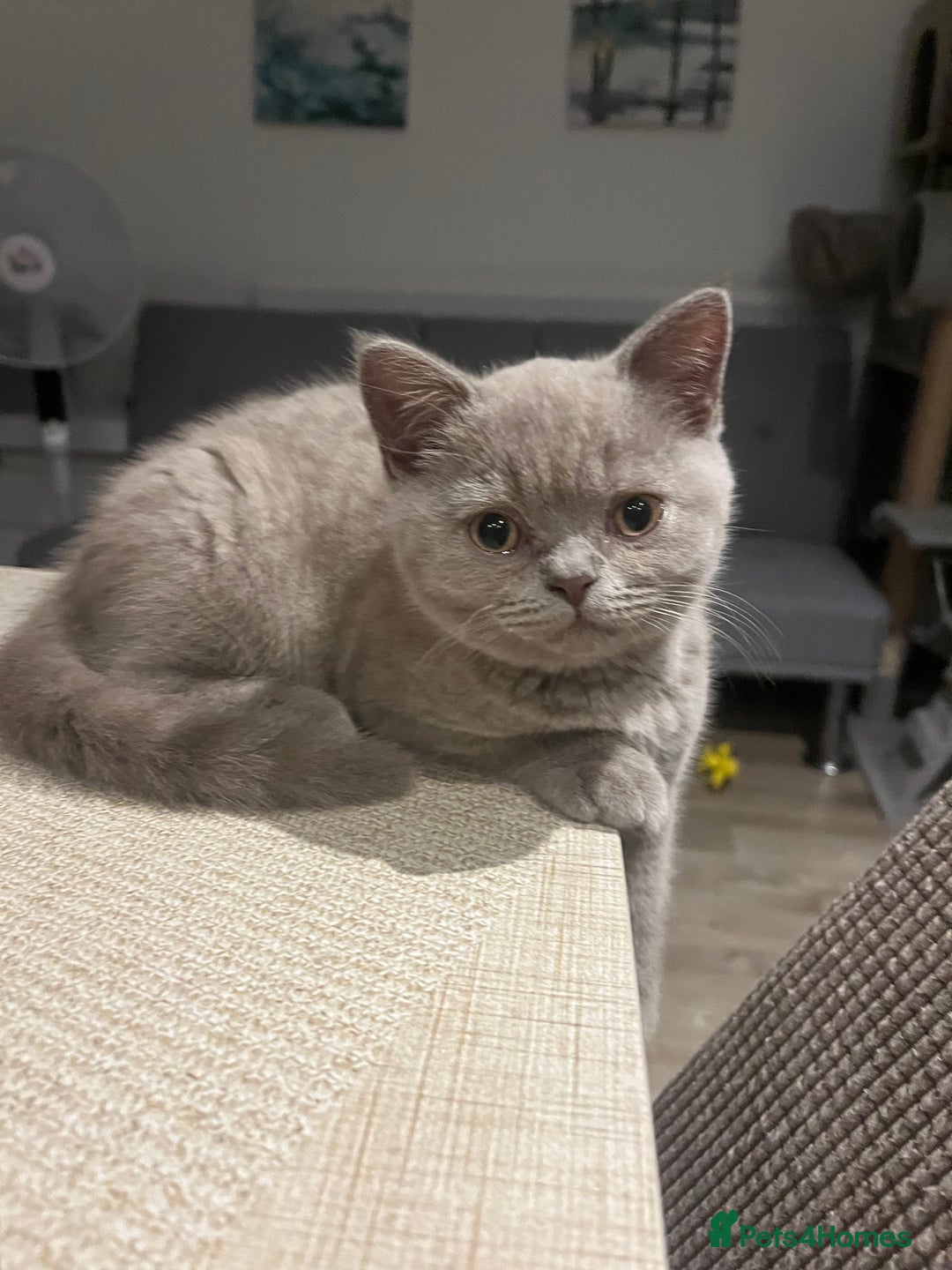British Shorthair cats for sale: 4 Adorable Kittens are looking for new homes  - Image 17