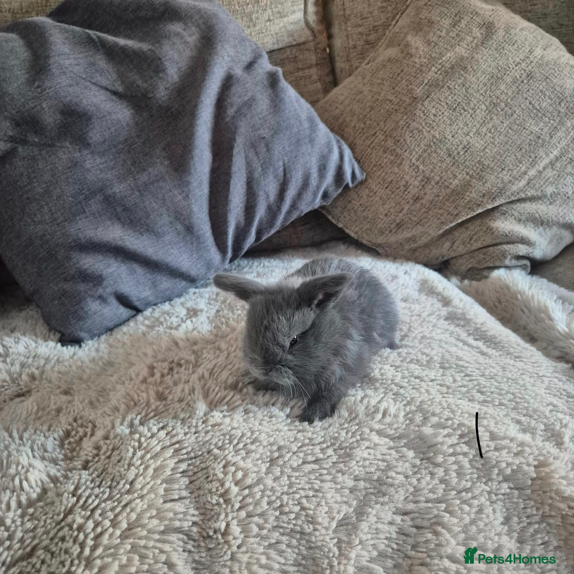 Mini Lop rabbits Purebred Mini Lop Rabbits Available Soon 🐰 - Advert 6