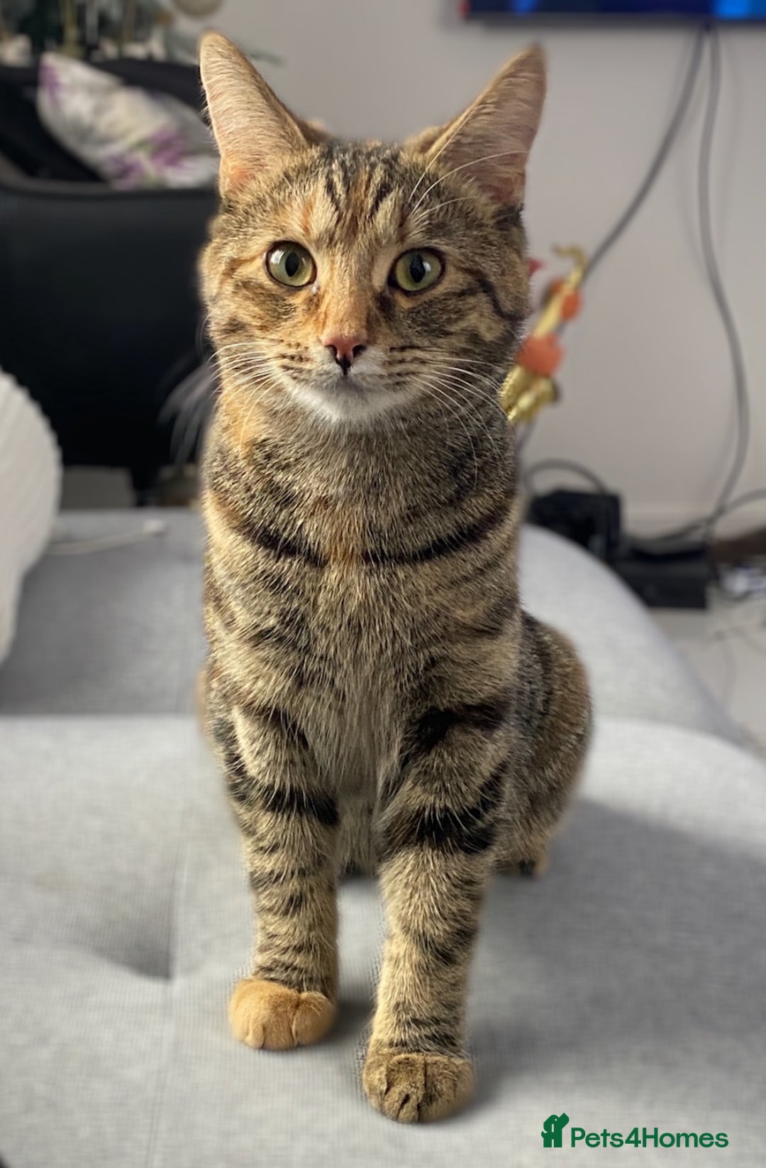 Mixed Breed cats for sale: Kitten looking for a loving home - Image 2