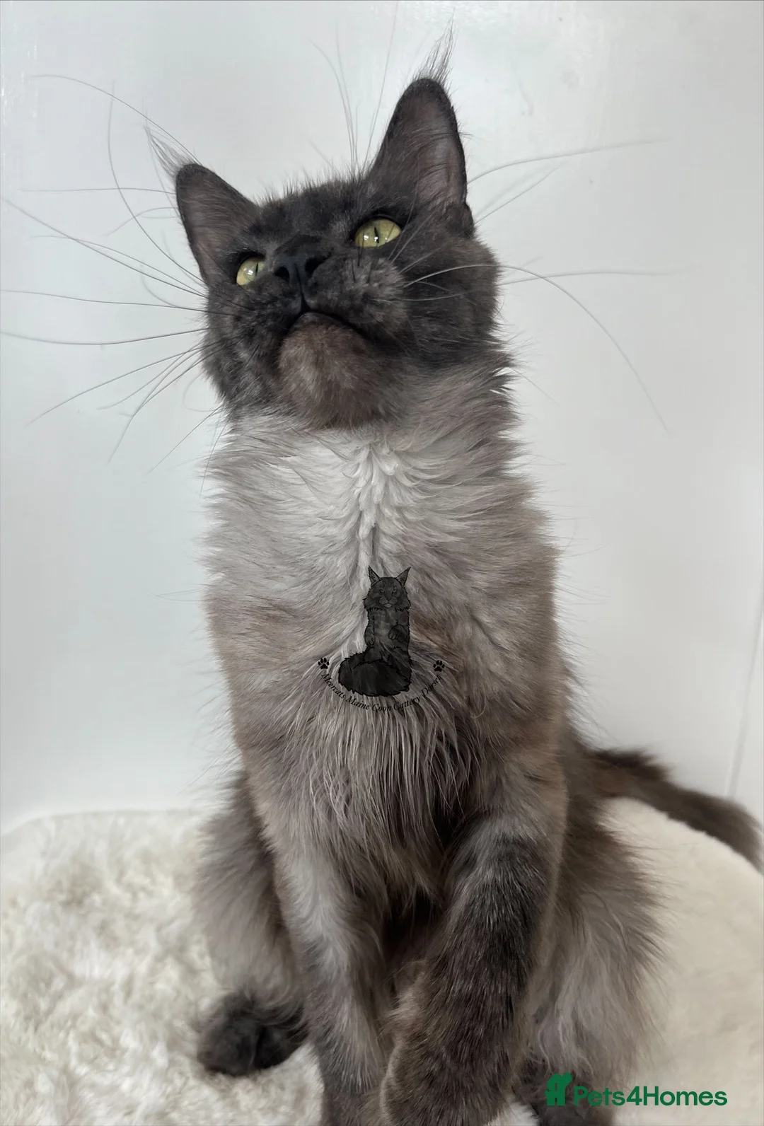 Maine Coon cats for sale: TICA female blue smoke cat Maine Coon ex-queen - Advert 2
