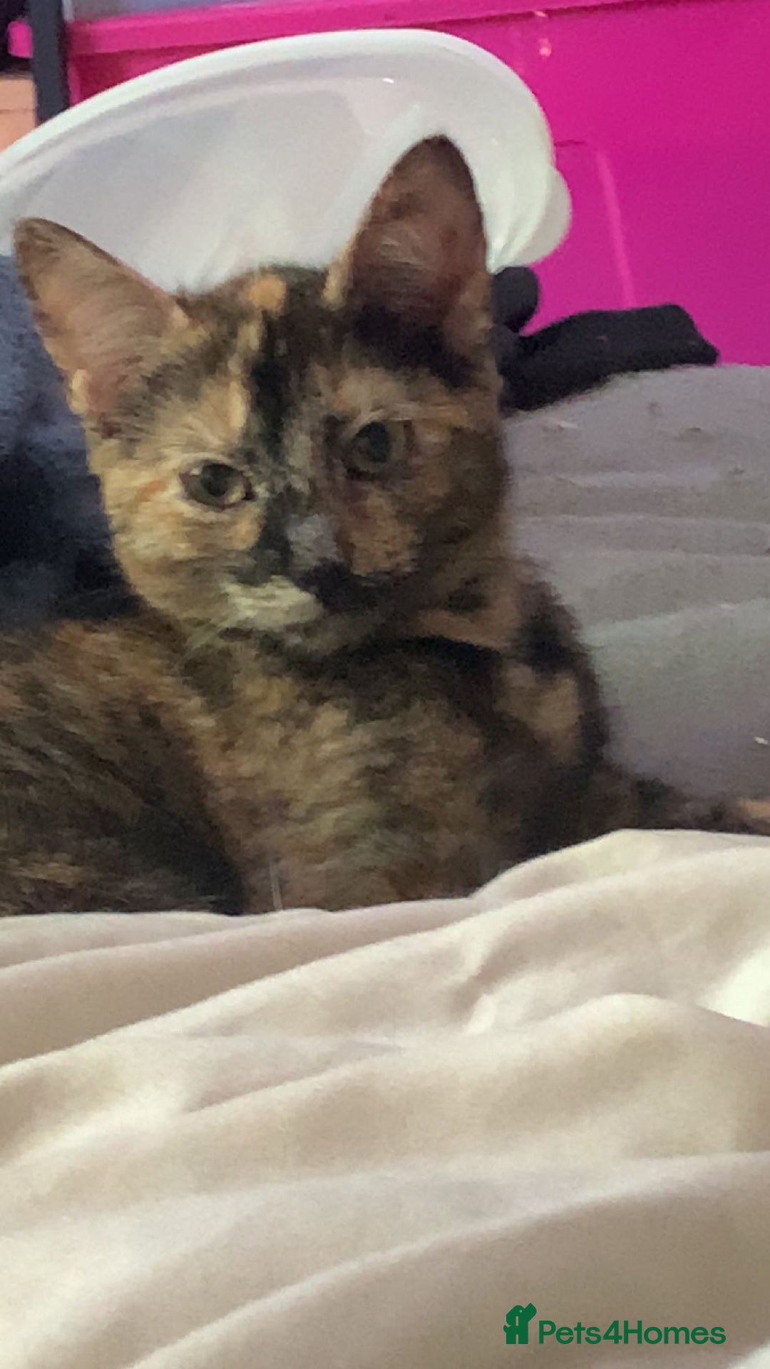 Mixed Breed cats for sale: Queen Delilah - Tortie female  - Image 3