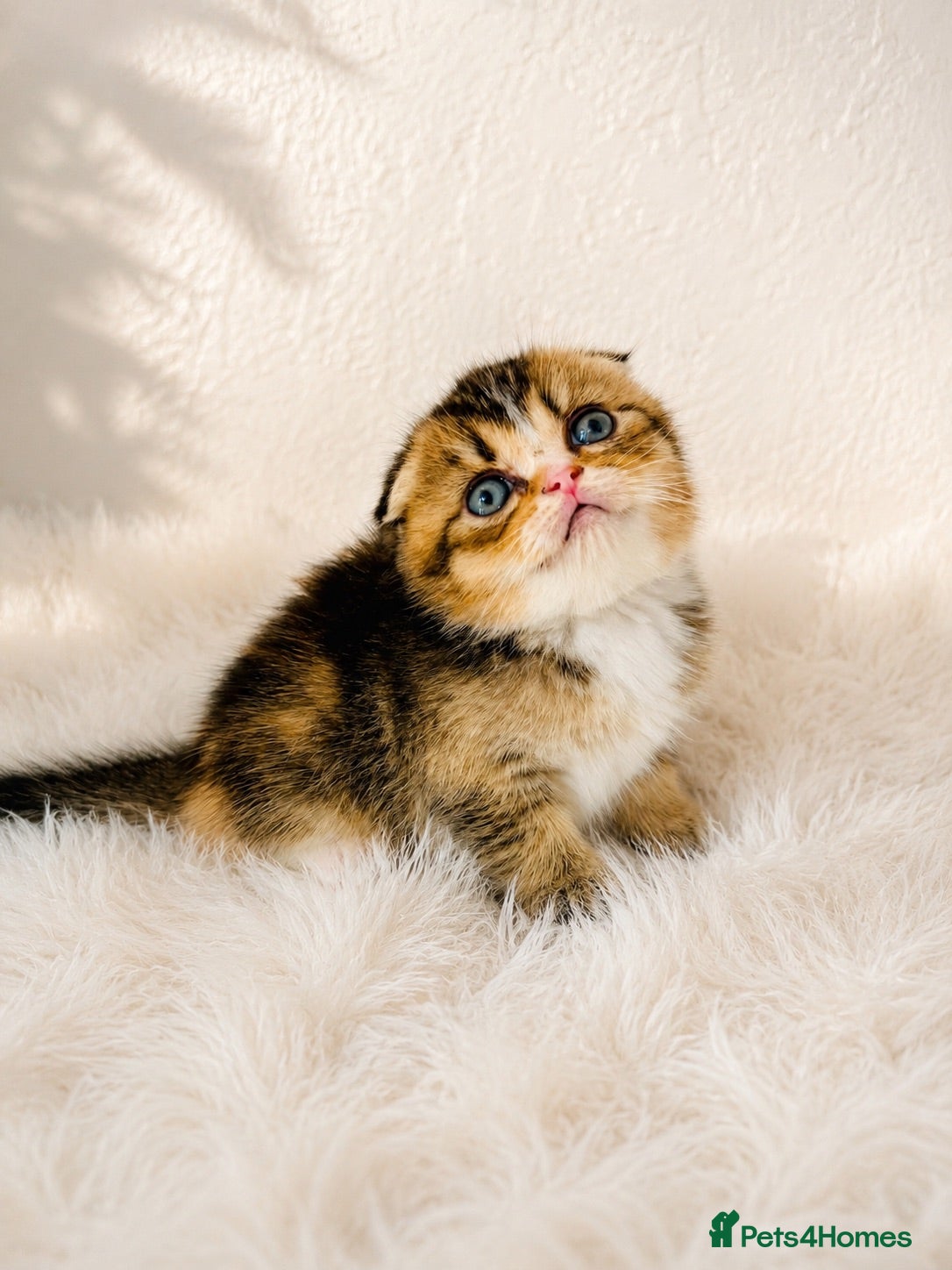 Scottish Fold cats 🥰Purebred Scottish fold looking for a home ❤️🐾 - Advert 18