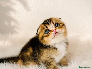 Scottish Fold cats 🥰Purebred Scottish fold looking for a home ❤️🐾 - Advert 18