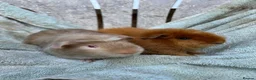 Guinea Pig rodents for sale: Satin guinea pigs - Advert 2