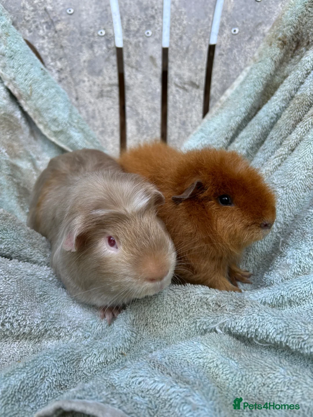 Guinea Pig rodents for sale: Satin guinea pigs - Advert 2