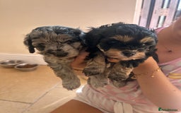 Cavapoo dogs for sale: 🌟HEALTH TESTED F1B CAVAPOO MERLE STUNNING PUPPIES - Image 20