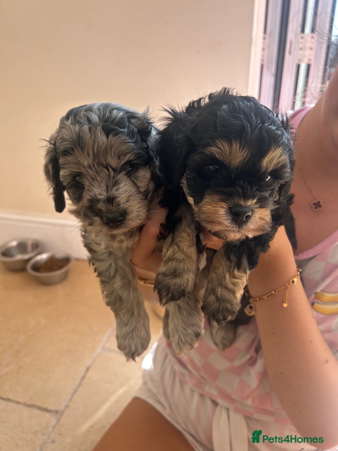 Cavapoo dogs for sale: 🌟HEALTH TESTED F1B CAVAPOO MERLE STUNNING PUPPIES - Image 20
