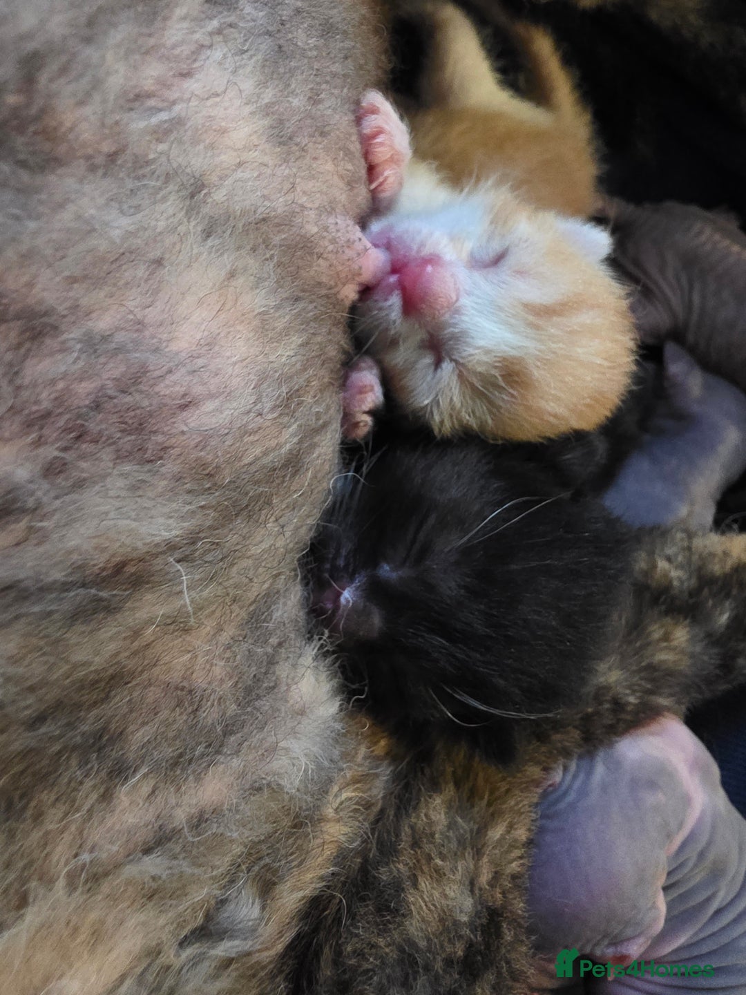 Mixed Breed cats for sale: Adorable Male Kitten – Sphynx x Devon Rex Cross - Advert 17