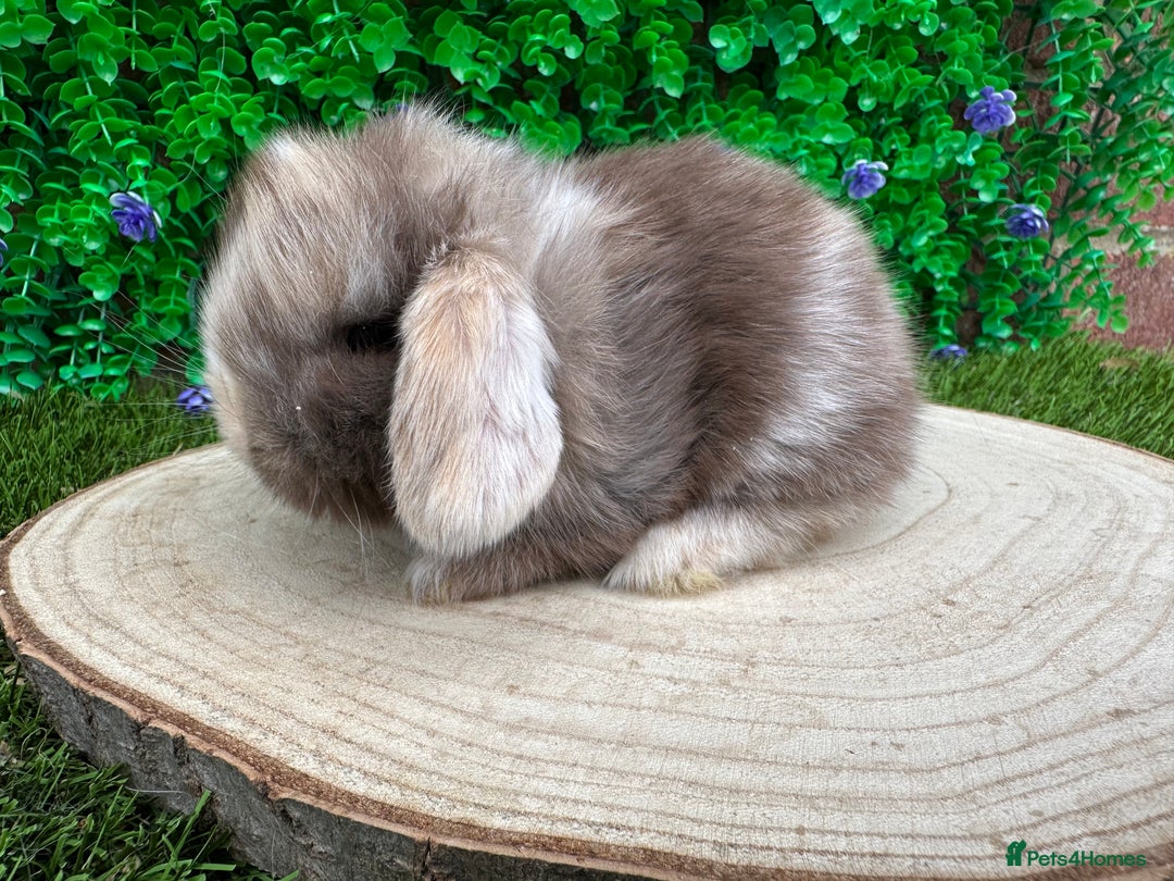 Mini Lop rabbits for sale: Stunning mini lops - Image 17