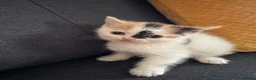 Perdoll cats for sale: Persian x Ragdoll kitten  - Advert 19