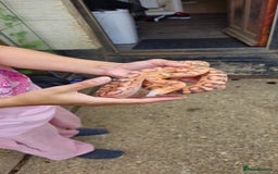 Corn Snake reptiles for sale: Corn Snakes  - Image 1