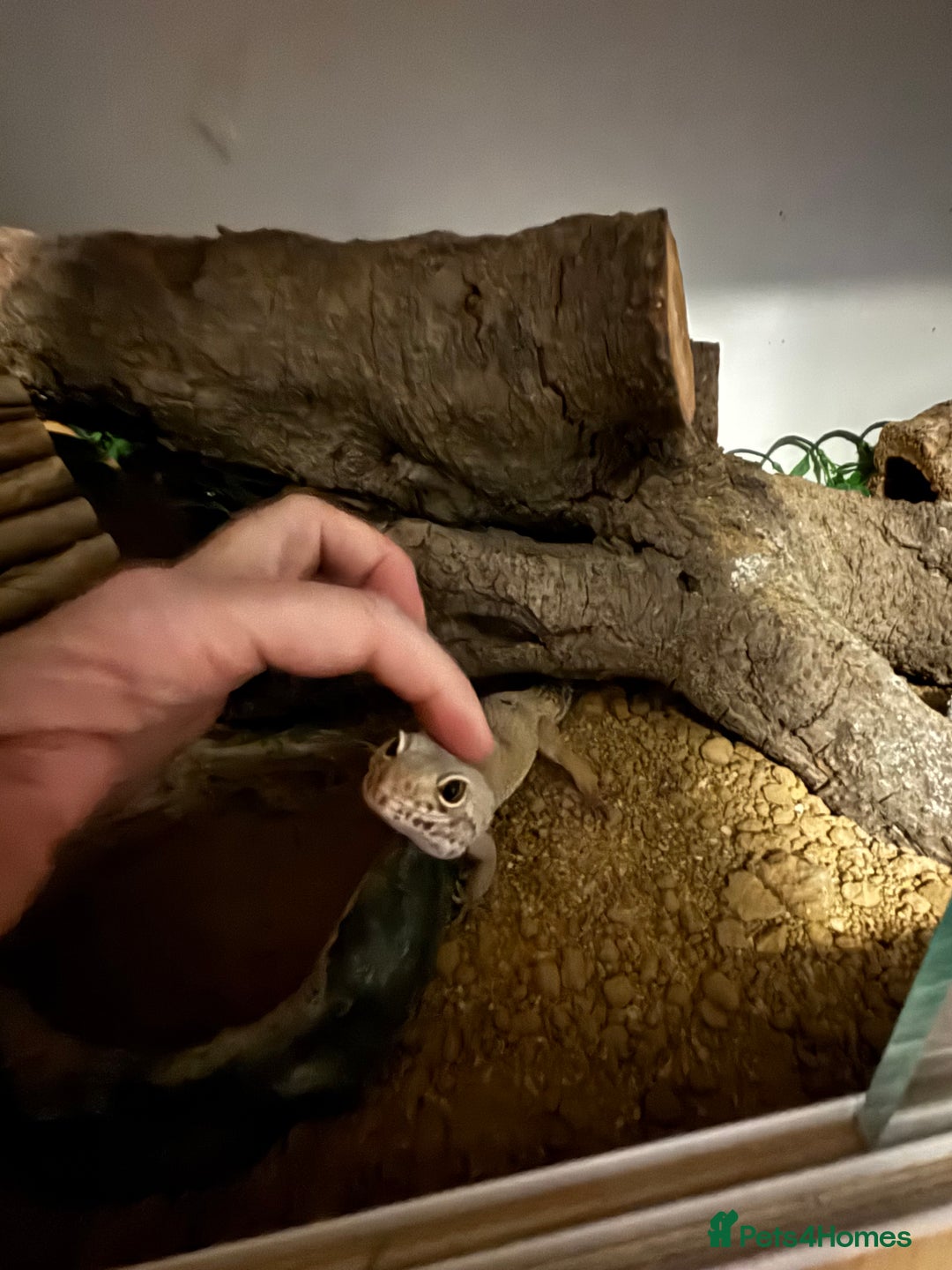 Leopard Gecko reptiles for sale: Leopard gecko called gizmo - Advert 4