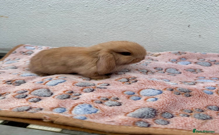 Mini Lop rabbits - Advert 13