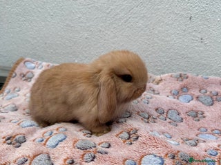 Mini Lop rabbits - Advert 15