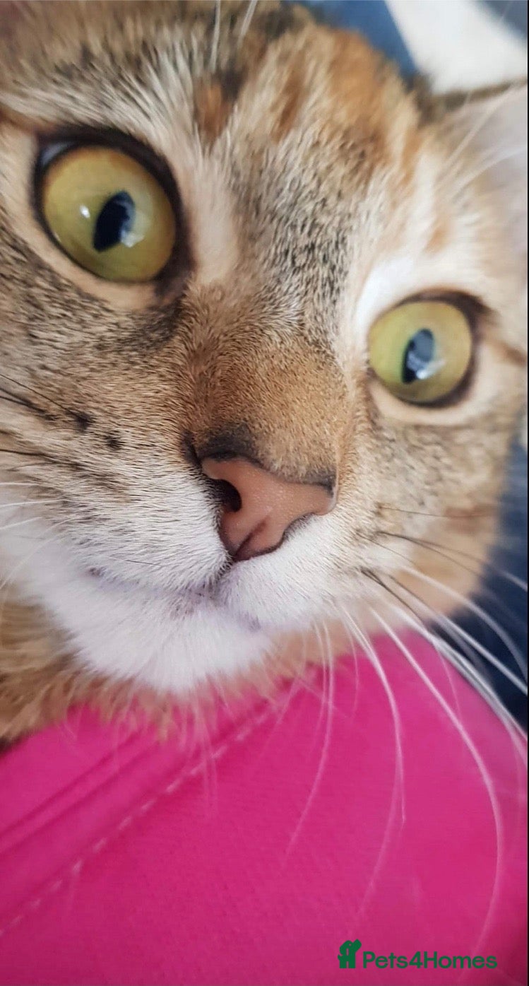 Mixed Breed cats Looking to re-home - Advert 18