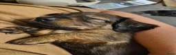 Miniature Dachshund dogs for sale: 4 beautiful long haired miniature dachshund pups in Salisbury - Advert 5