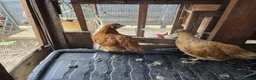 Chickens poultry for sale: Newborn chicks for sale in London  in Northolt - Advert 11