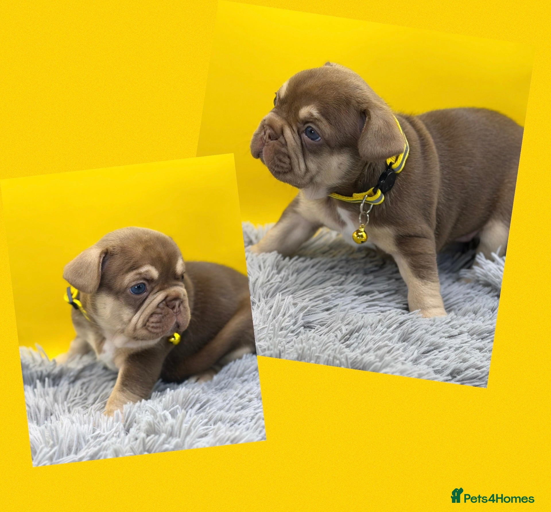 French Bulldog dogs KC French bulldog puppies highly healthed parents - Advert 2