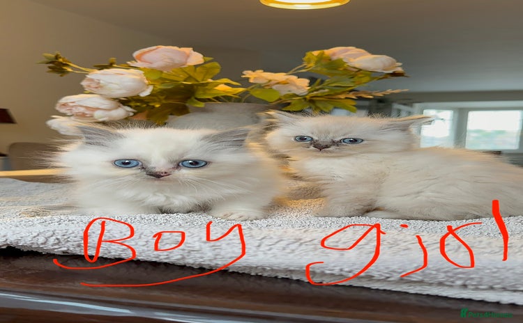 Ragdoll cats - Advert 8