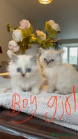 Ragdoll cats - Advert 11