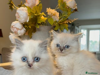 Ragdoll cats - Advert 7