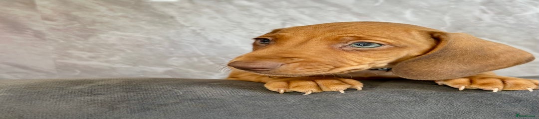 Miniature Dachshund Puppy 3