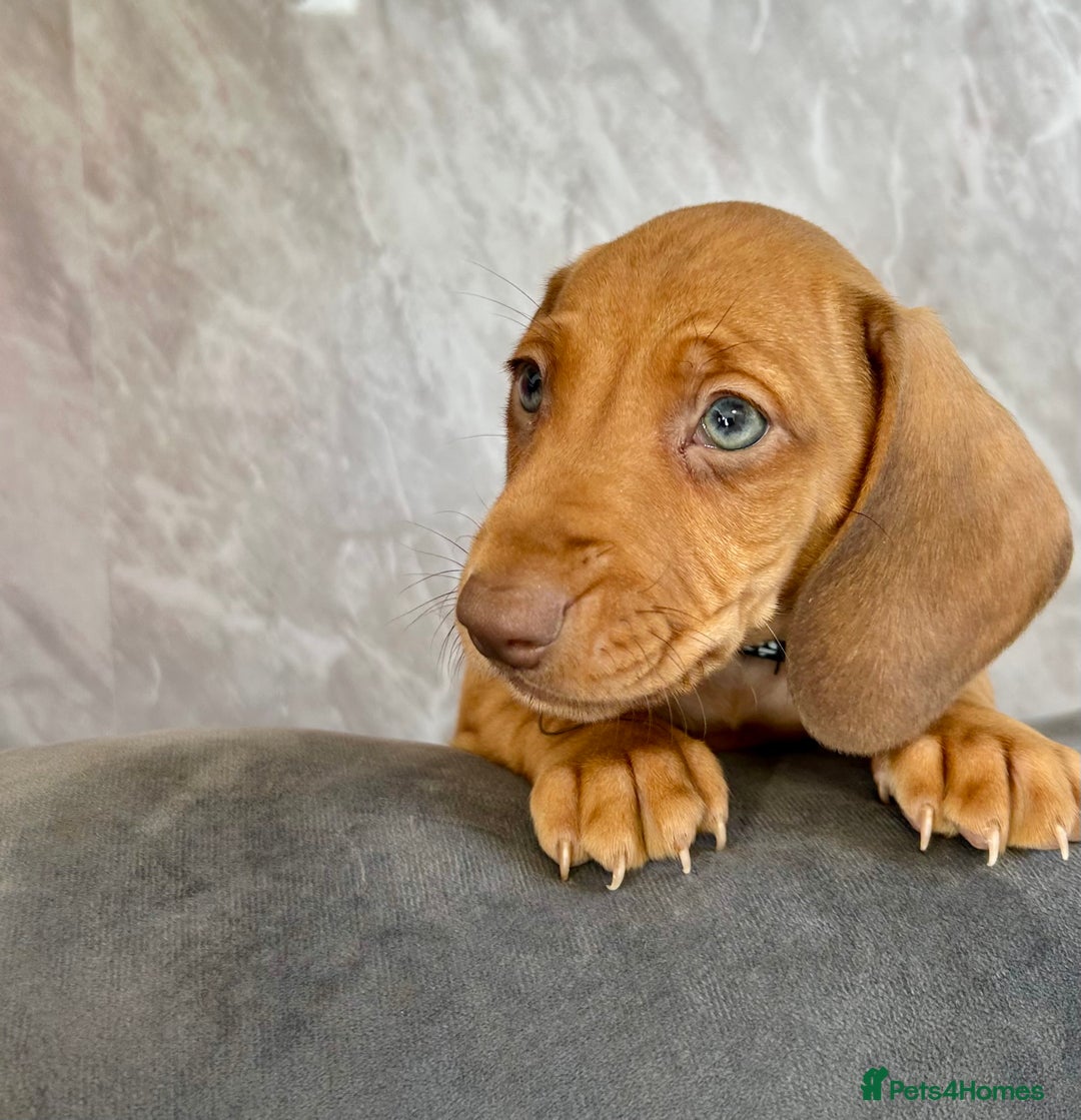 Miniature Dachshund dogs for sale: Miniature dachshund puppies  - Image 14
