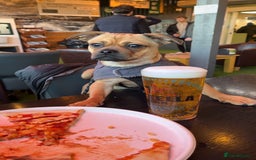 Jug dogs for stud: Archie  - Image 9