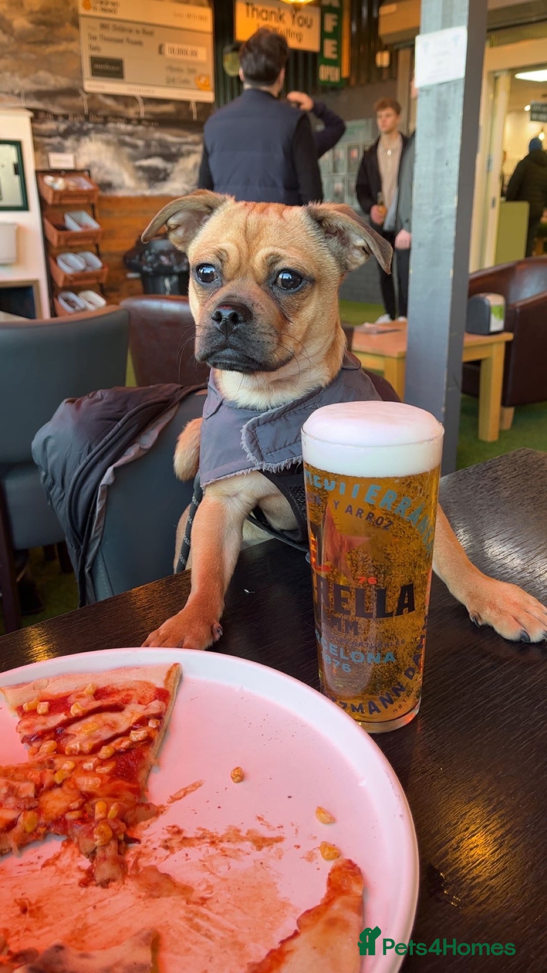 Jug dogs for stud: Archie  - Image 9