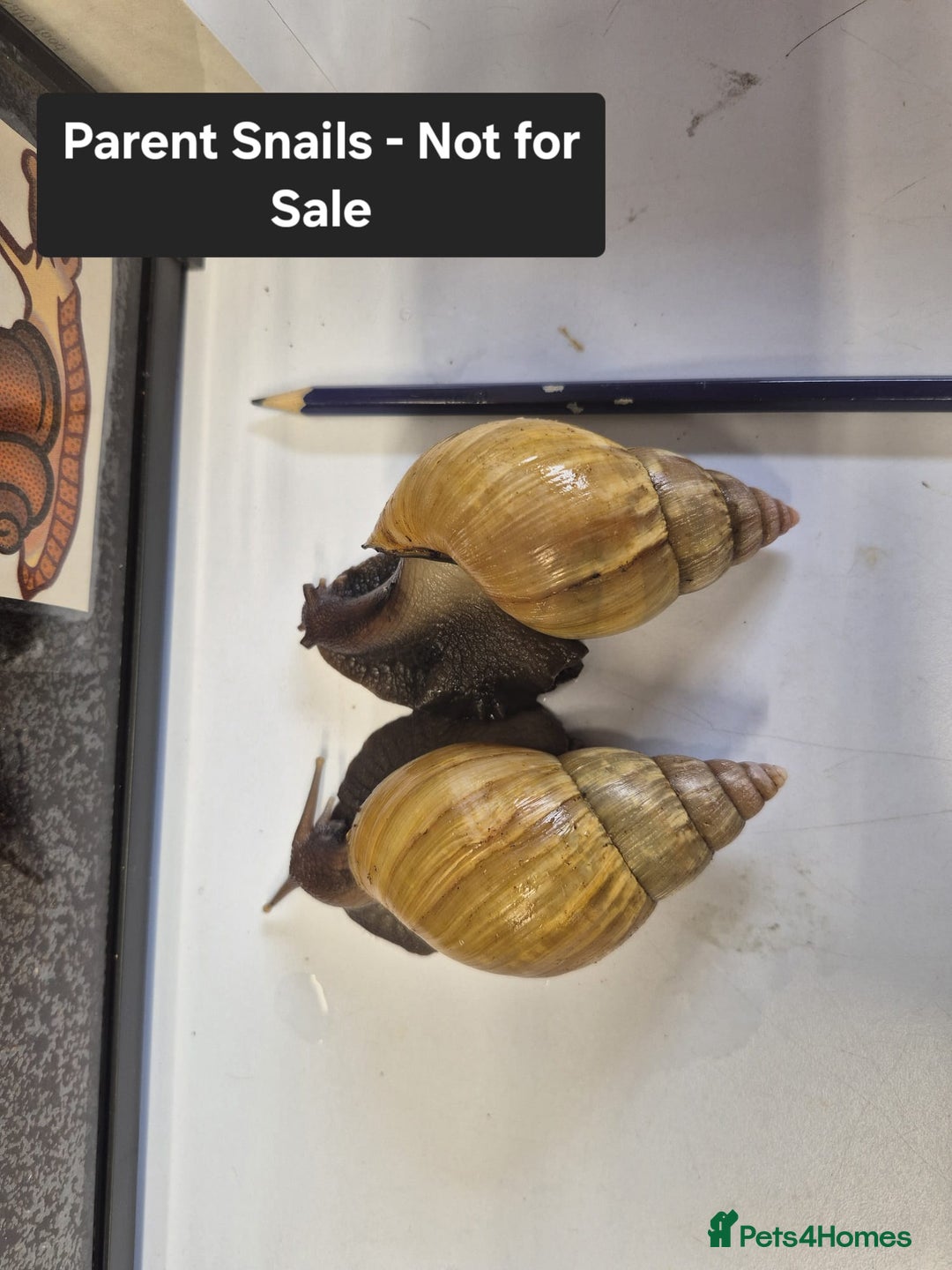 Snails invertebrates for sale: Giant Land Snail Babies - Image 19