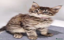 Maine Coon cats for sale: TICA registered Giant Maine coon   - Image 4