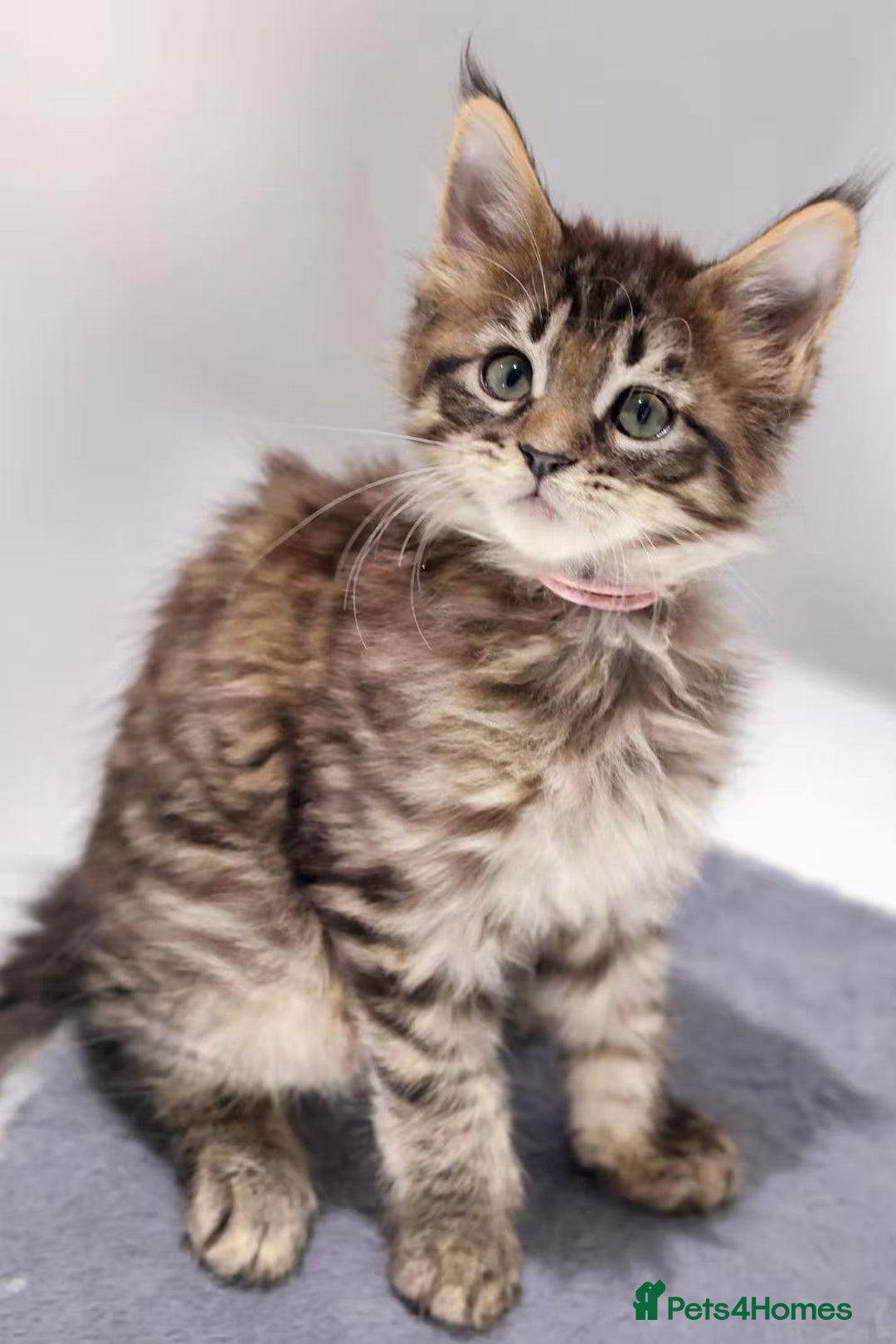 Maine Coon cats for sale: TICA registered Giant Maine coon   - Image 4